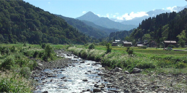 真夏でも冷たい川を流れる雪どけ水で育つ