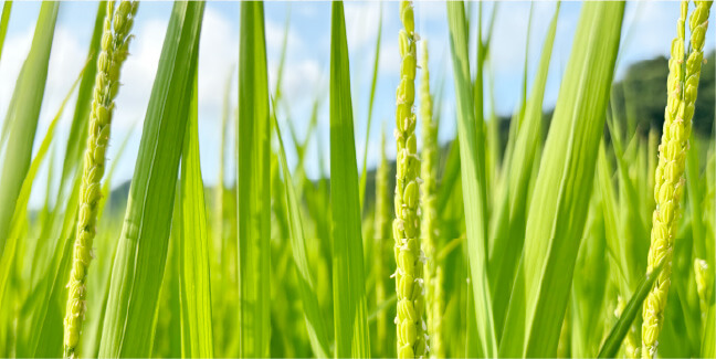 昼と夜の寒暖差が大きい中山間地で育つ