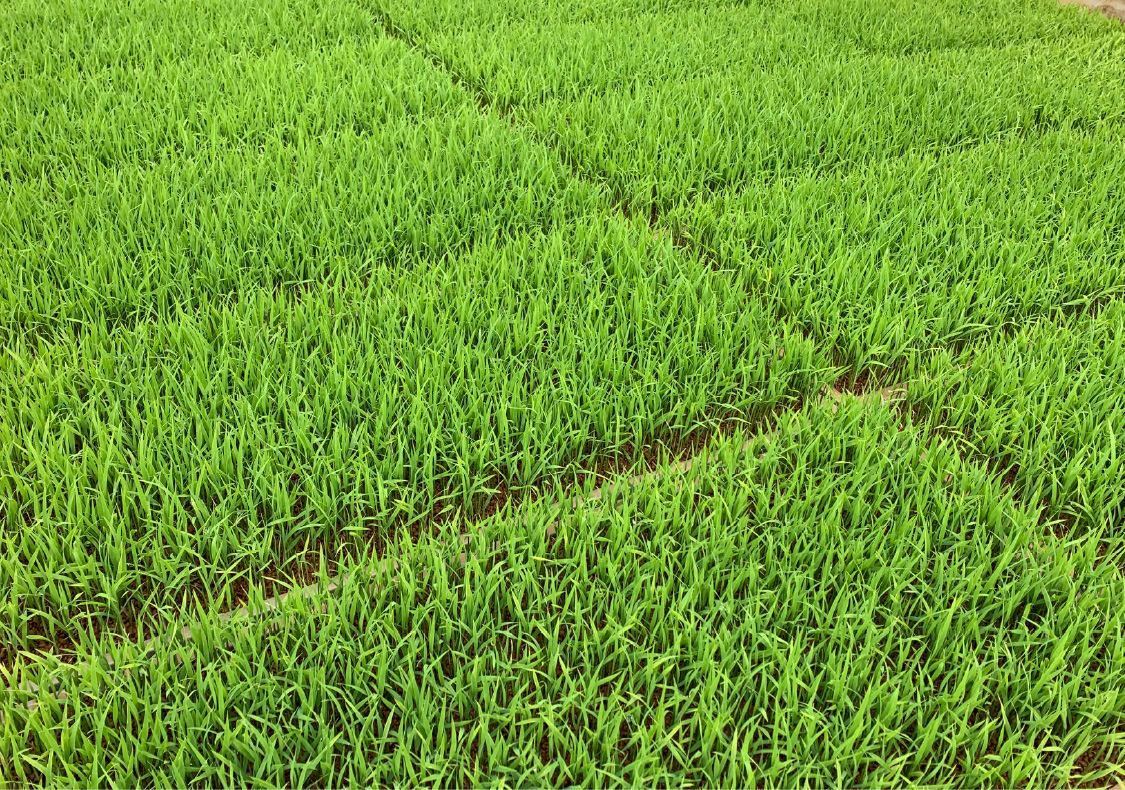 田植えをする苗を育てます