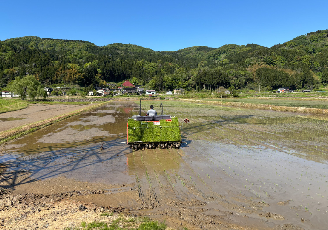 田植えがはじまります