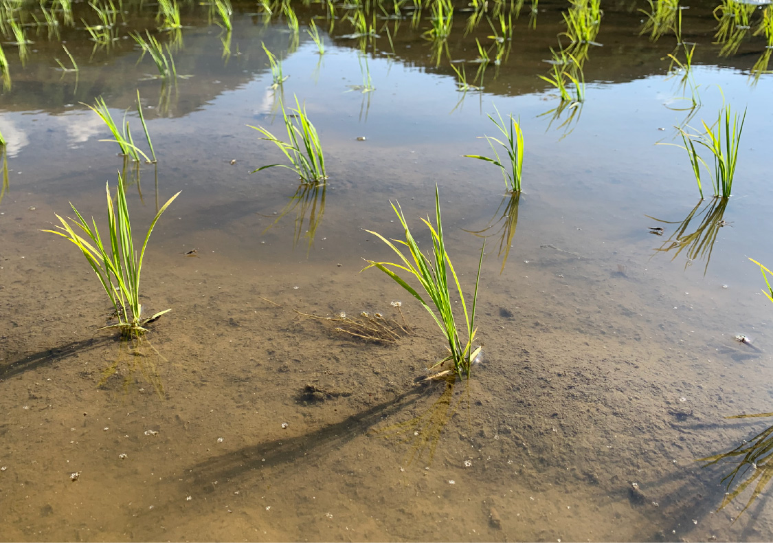 植えられたばかりの苗