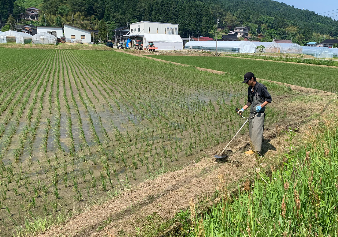 田んぼのまわりを丁寧に草刈りします