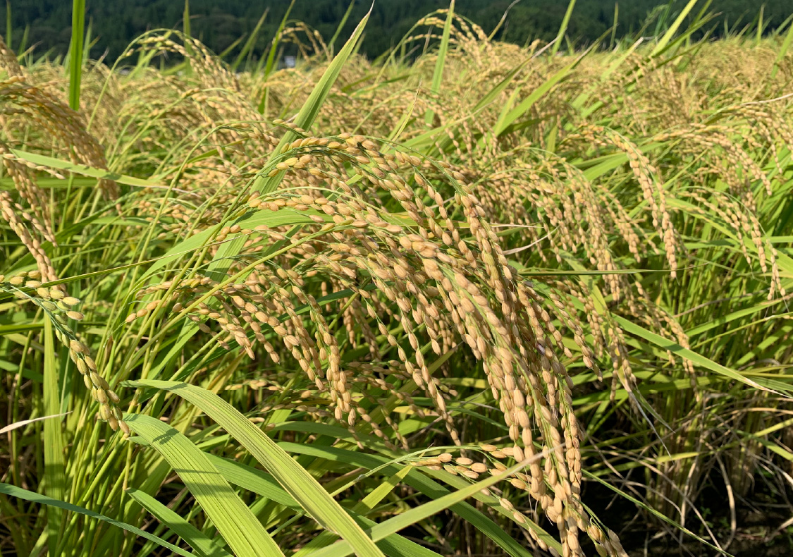 穂が実り、黄金色に色づき頭を垂れます
